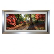 Autumn Trees Picture
