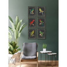 Dramatic Parrots III Picture