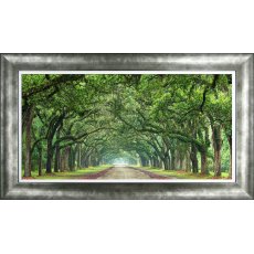 Canopy Road Picture