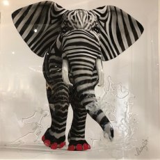 Zebranelly Picture Zebranelly Picture