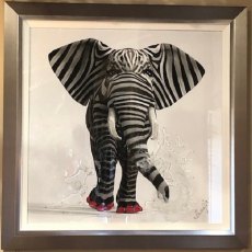 Zebranelly Picture Zebranelly Picture