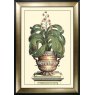 Camelot Antique Aloe II Picture